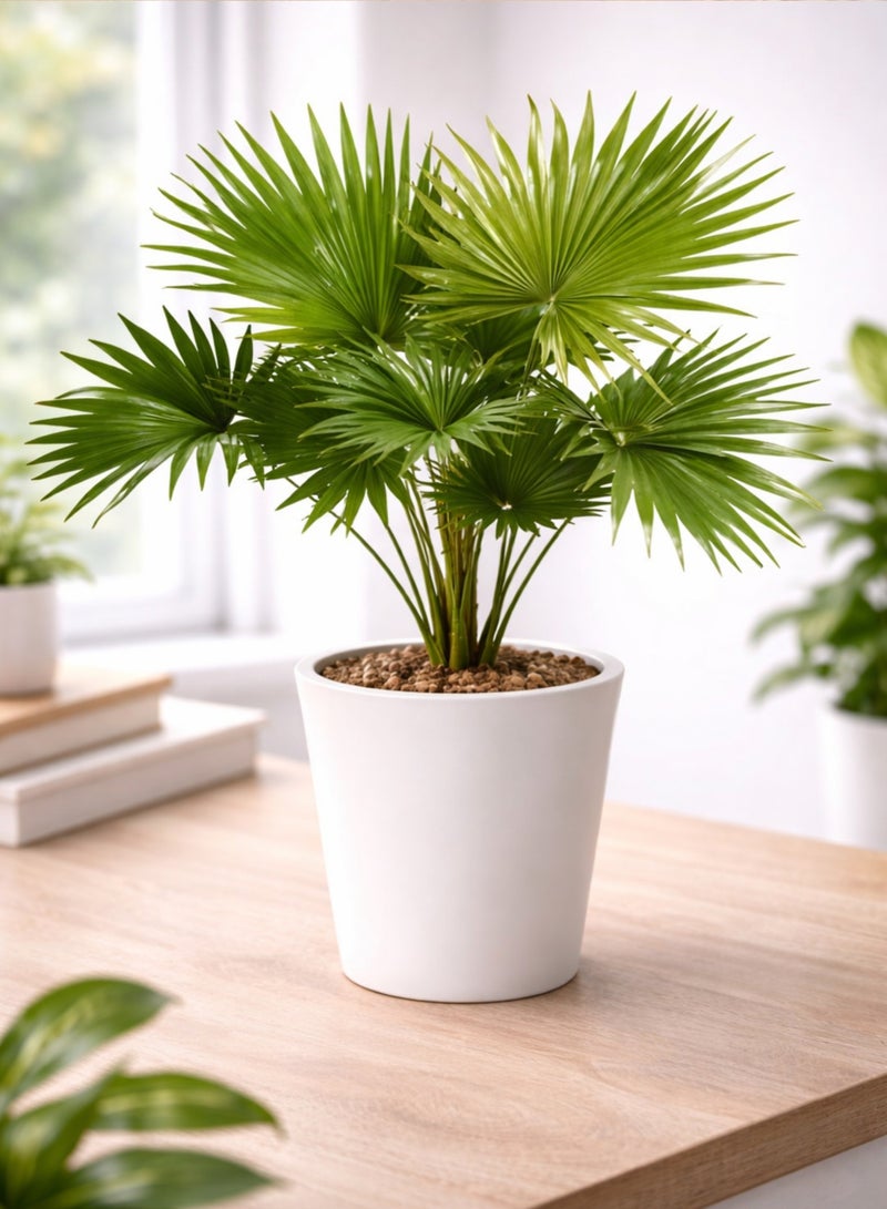 بلانت نبات نخيل ليفيستونا داخلي | نخيل ليفيستونا تشينينسيس المروحي الحي | نخلة خضراء مزخرفة | نبات ديكور منزلي ومكتبي سهل العناية - Image 5